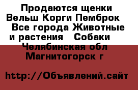 Продаются щенки Вельш Корги Пемброк  - Все города Животные и растения » Собаки   . Челябинская обл.,Магнитогорск г.